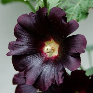 Siyah gülhatmi tohumu hollyhock alcea rosea nigra