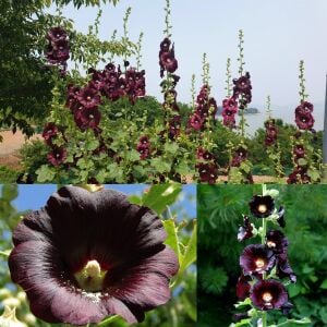Siyah gülhatmi tohumu hollyhock alcea rosea nigra