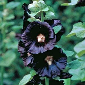 Siyah gülhatmi tohumu hollyhock alcea rosea nigra