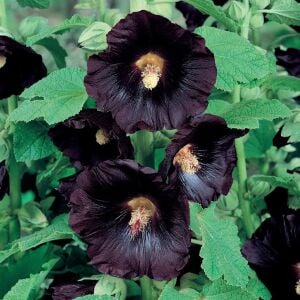 Siyah gülhatmi tohumu hollyhock alcea rosea nigra