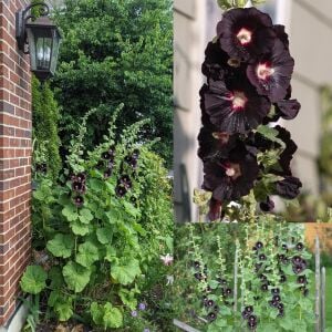 Siyah gülhatmi tohumu hollyhock alcea rosea nigra