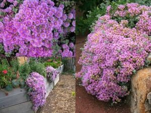 Lampranthus deltoides oscularia pembe çiçekli yayılıcı yerörtücü sukulent