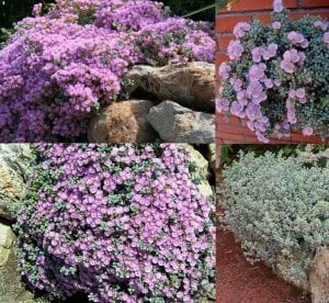 Lampranthus deltoides oscularia pembe çiçekli yayılıcı yerörtücü sukulent