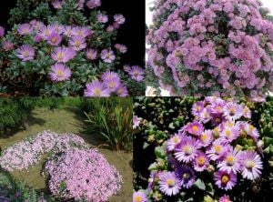 Lampranthus deltoides oscularia pembe çiçekli yayılıcı yerörtücü sukulent