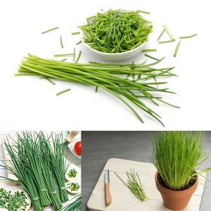 Onion chives Frenk soğanı tohumu soğan otu ince yapraklı