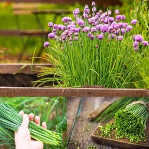 Onion chives Frenk soğanı tohumu soğan otu ince yapraklı