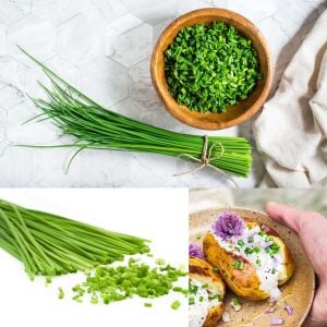 Onion chives Frenk soğanı tohumu soğan otu ince yapraklı
