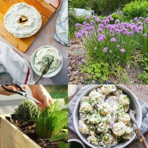 Onion chives Frenk soğanı tohumu soğan otu ince yapraklı