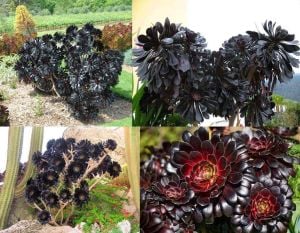 Aeonium arboreum schwarzkopf sukulent bitki