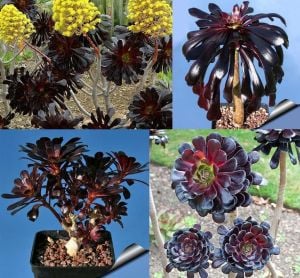 Aeonium arboreum schwarzkopf sukulent bitki