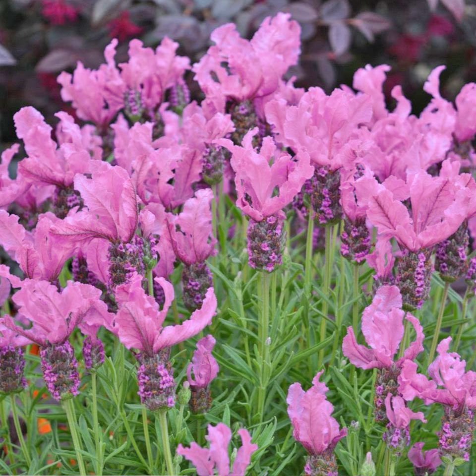 Pembe lavanta fidesi lavandula stoechas lavita pink