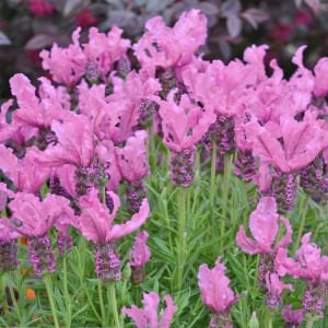 Pembe lavanta fidesi lavandula stoechas lavita pink