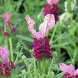 Pembe lavanta fidesi lavandula stoechas lavita pink