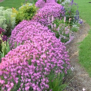 Pembe lavanta fidesi lavandula stoechas lavita pink