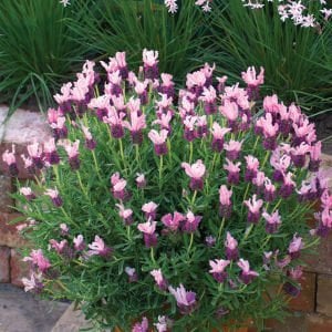 Pembe lavanta fidesi lavandula stoechas lavita pink