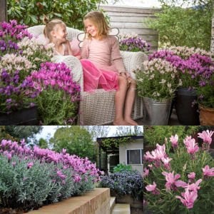 Pembe lavanta fidesi lavandula stoechas lavita pink
