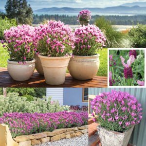 Pembe lavanta fidesi lavandula stoechas lavita pink