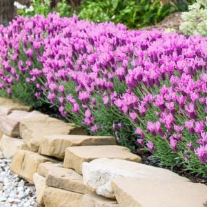 Pembe lavanta fidesi lavandula stoechas lavita pink
