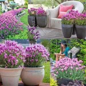 Pembe lavanta fidesi lavandula stoechas lavita pink