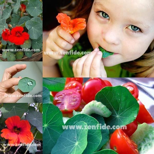 Nasturtium blue pepe tohumu yenilebilen yapraklar ve çiçekler