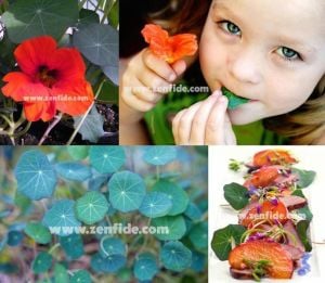 Nasturtium blue pepe tohumu yenilebilen yapraklar ve çiçekler