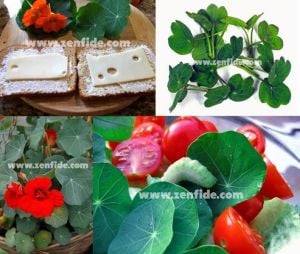 Nasturtium blue pepe tohumu yenilebilen yapraklar ve çiçekler