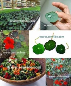 Nasturtium blue pepe tohumu yenilebilen yapraklar ve çiçekler