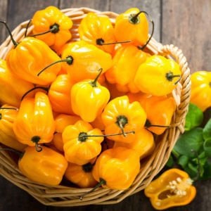 Limon habanero biber tohumu çok acı