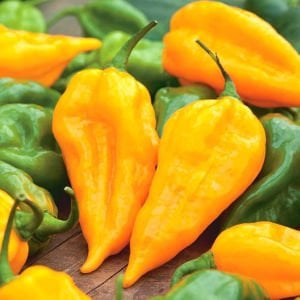 Limon habanero biber tohumu çok acı
