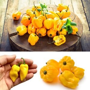 Limon habanero biber tohumu çok acı