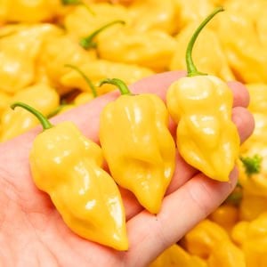 Limon habanero biber tohumu çok acı