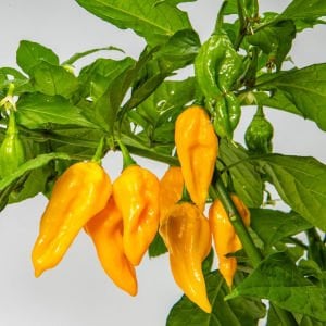 Limon habanero biber tohumu çok acı