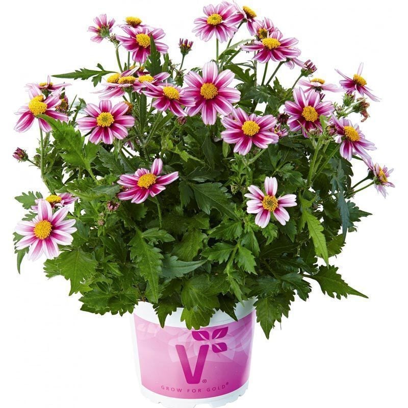 Pembe prenses bidens fidesi pink princess