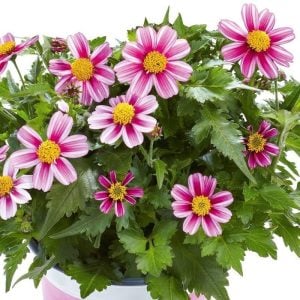 Pembe prenses bidens fidesi pink princess