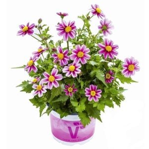 Pembe prenses bidens fidesi pink princess