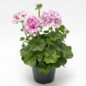 Corriente Pink Bicolor sakız sardunya 1 fide