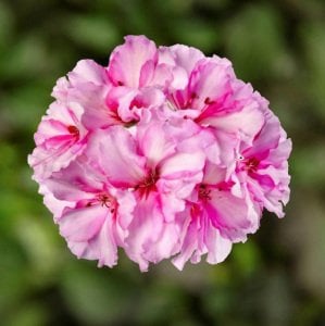 Corriente Pink Bicolor sakız sardunya 1 fide