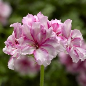 Corriente Pink Bicolor sakız sardunya 1 fide