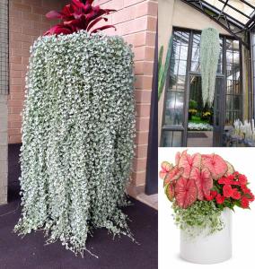 Sarkan gümüş fare kulağı fidesi Dichondra argentea silver falls
