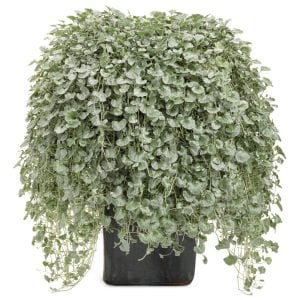 Sarkan gümüş fare kulağı fidesi Dichondra argentea silver falls