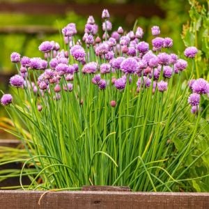 Frenk soğanı tohumu soğanotu orta yapraklı onion chives