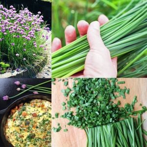 Frenk soğanı tohumu soğanotu orta yapraklı onion chives