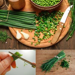 Frenk soğanı tohumu soğanotu orta yapraklı onion chives