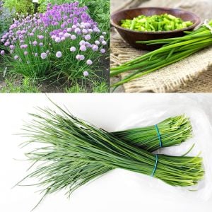 Frenk soğanı tohumu soğanotu orta yapraklı onion chives