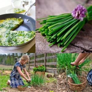 Frenk soğanı tohumu soğanotu orta yapraklı onion chives