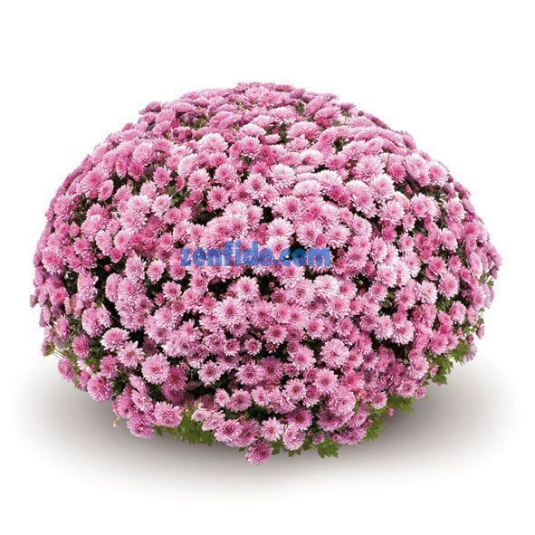 Pembe kasımpatı fidesi krizantem branperfect pink chrysanthemum