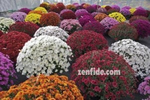Pembe kasımpatı fidesi krizantem branperfect pink chrysanthemum