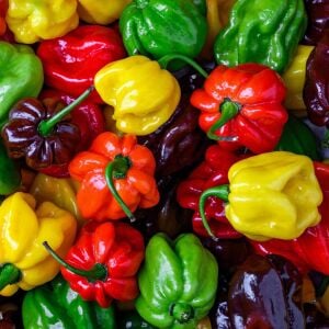 Renkli Karayip acı biber tohumu karışımı