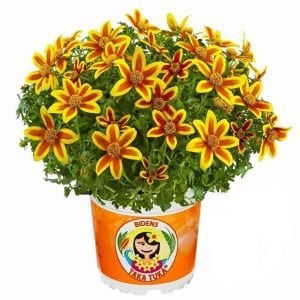Kırmızı yıldız bidens fidesi hawaiian flare red star