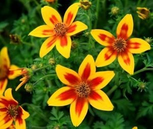 Kırmızı yıldız bidens fidesi hawaiian flare red star